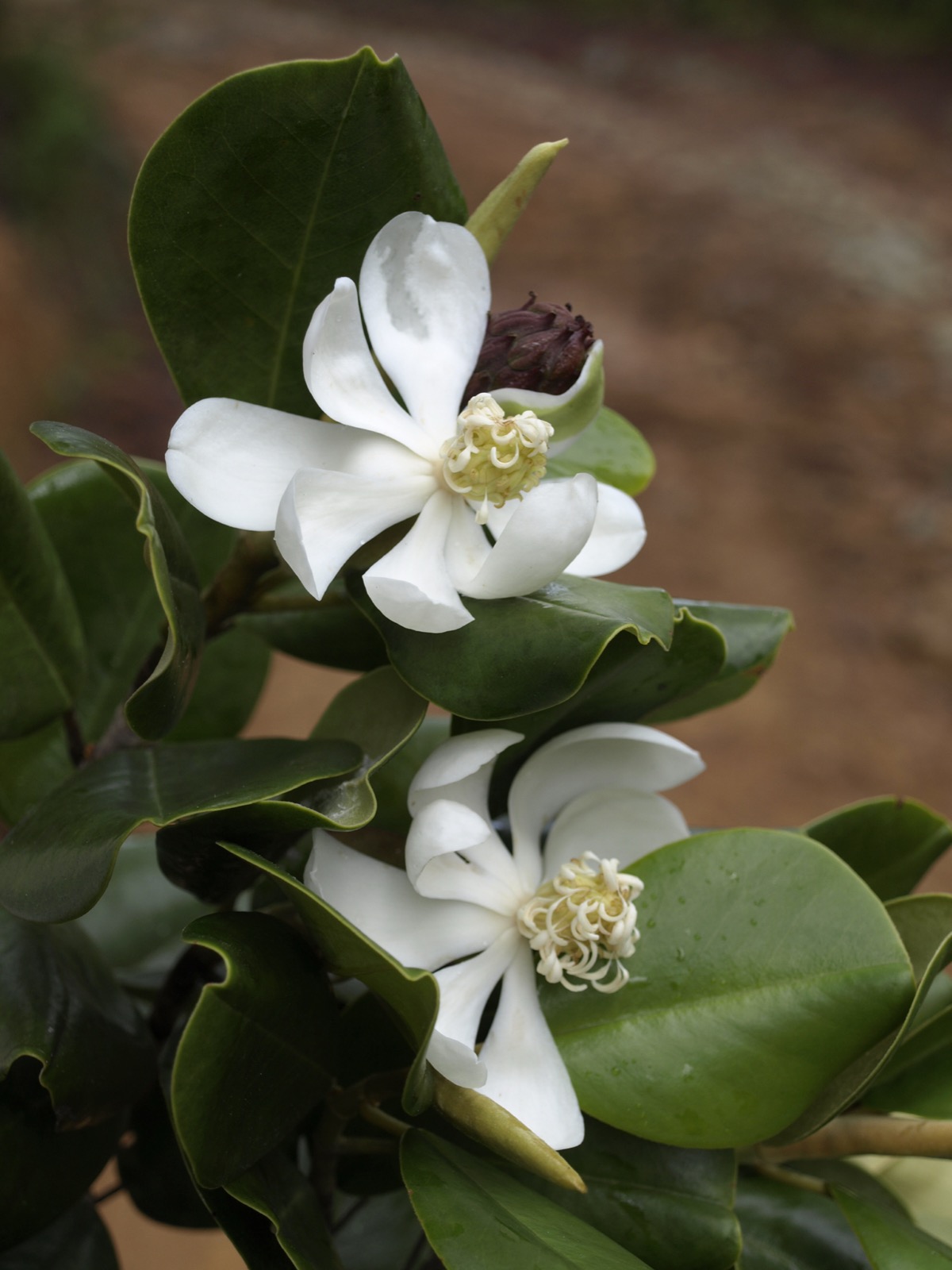 Kvitnúca endemická magnólia Magnolia pallescens vo Valle Nuevo