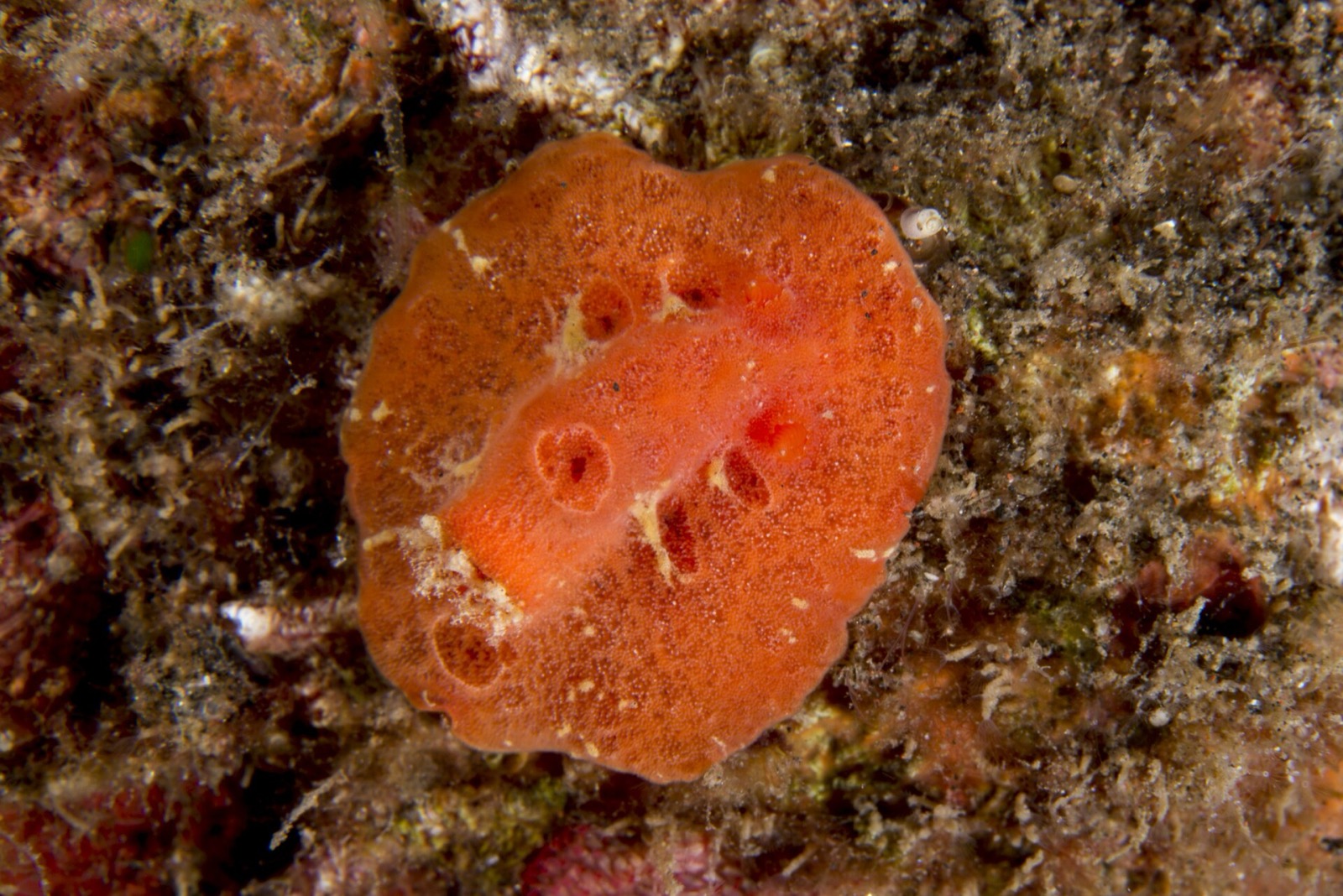Morský slimák nudibranch