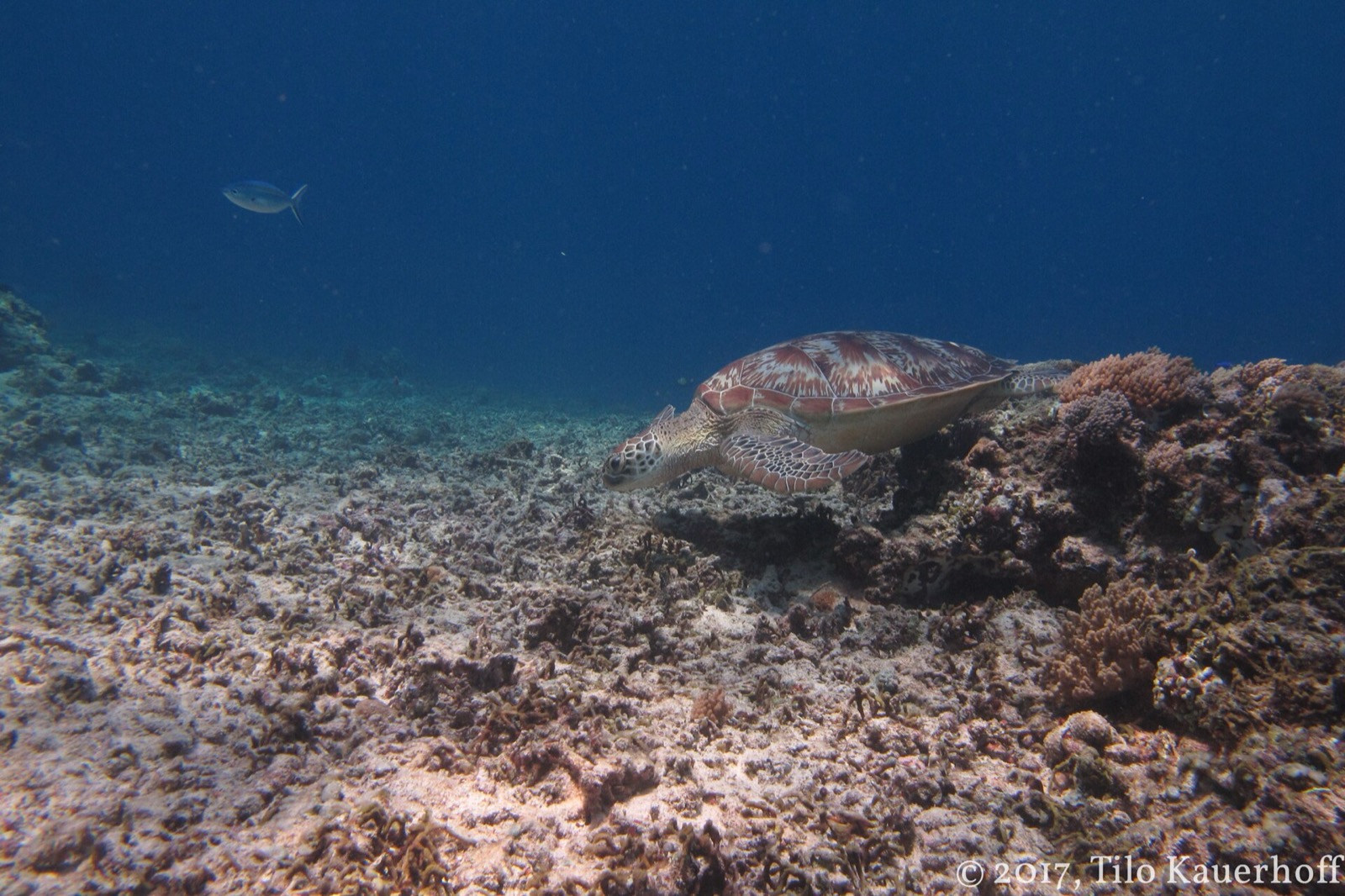 Morská korytnačka pri Gili