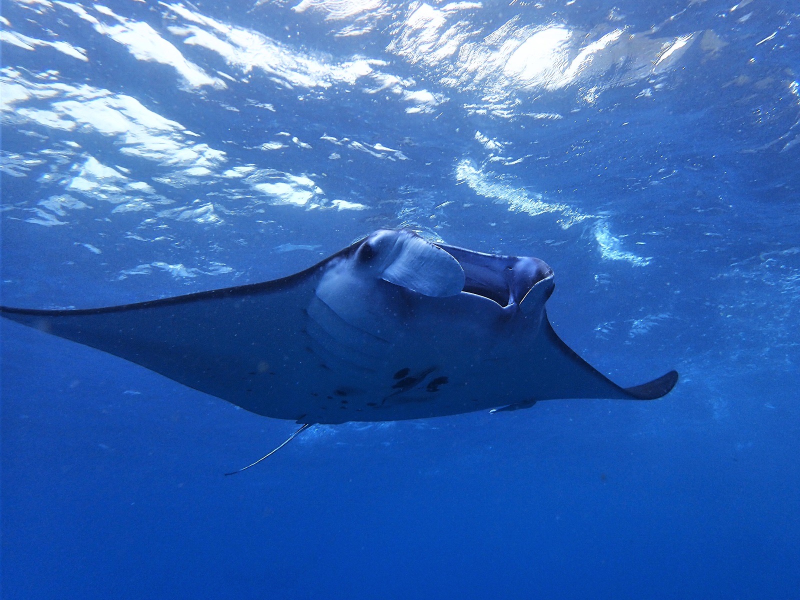 Manta pri Nusa Penida