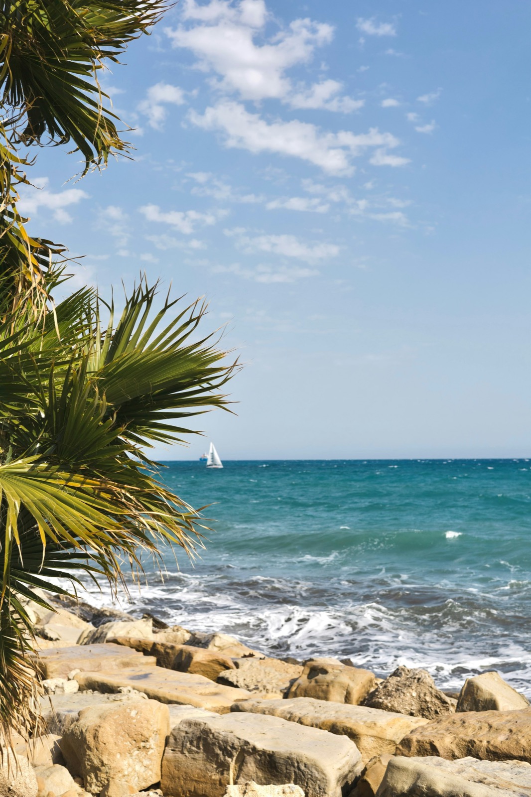 Palma nad morom v Limassole