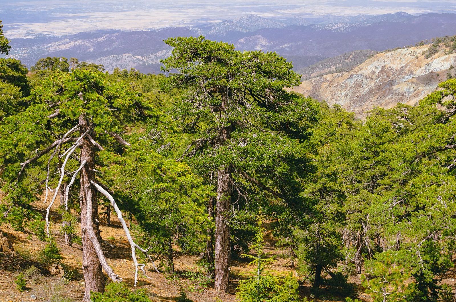 Výhľad z vrchu Olympos v Troodose