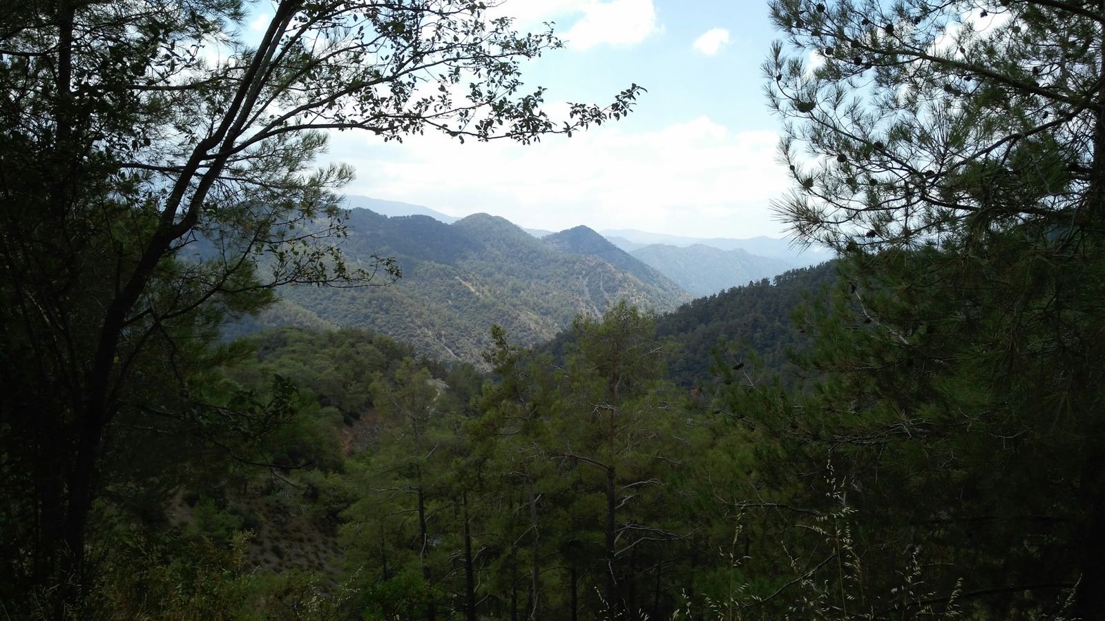Pohorie Troodos s borovicami