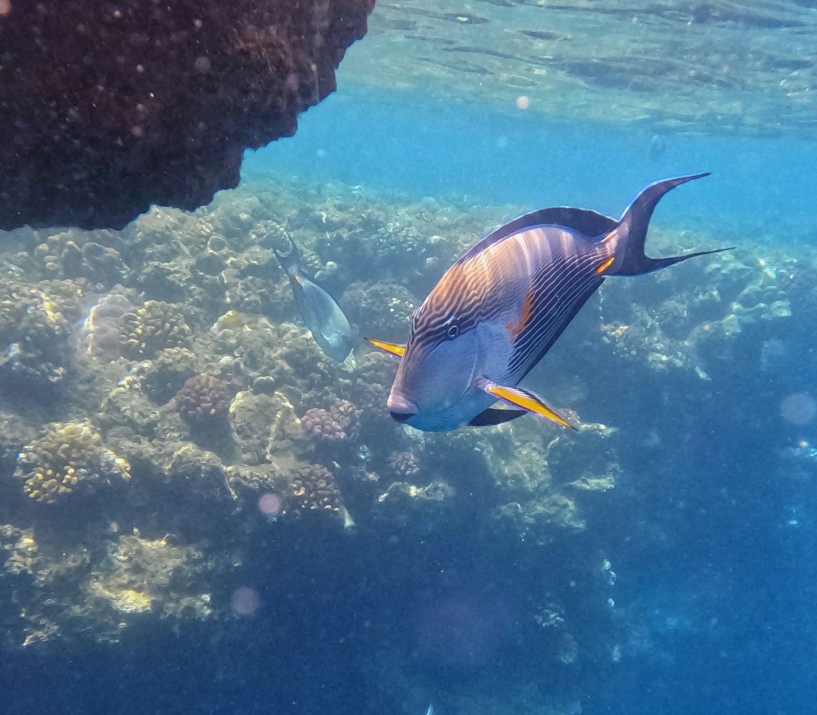 Pestrofarebná ryba nad koralmi pri Marsa Alam