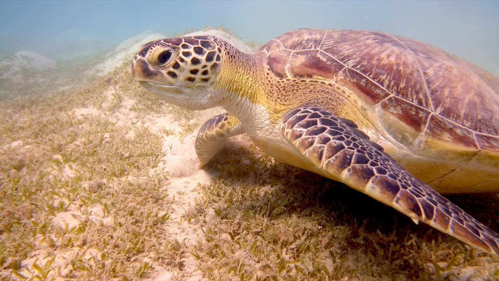 Korytnačka zelená na morskej tráve pri Marsa Alam