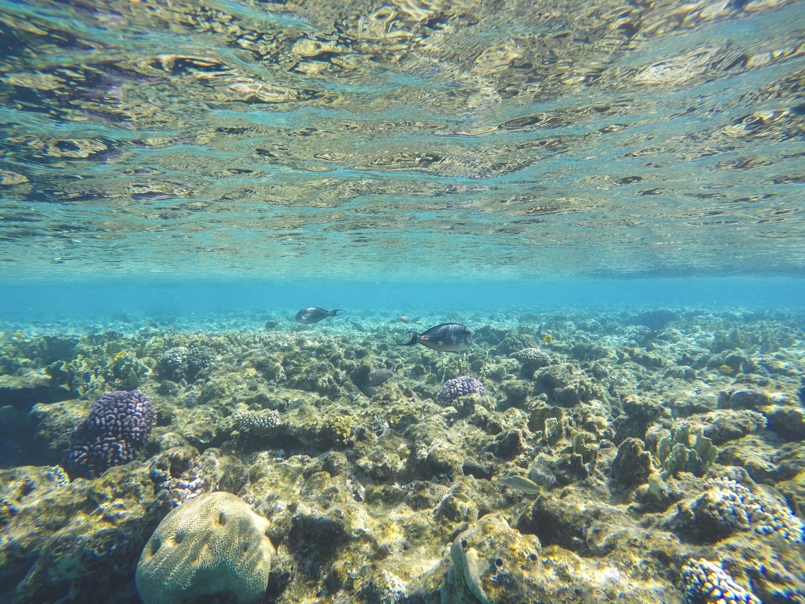 Koraly a malé rybky na útese pri Šarm aš-Šajchu