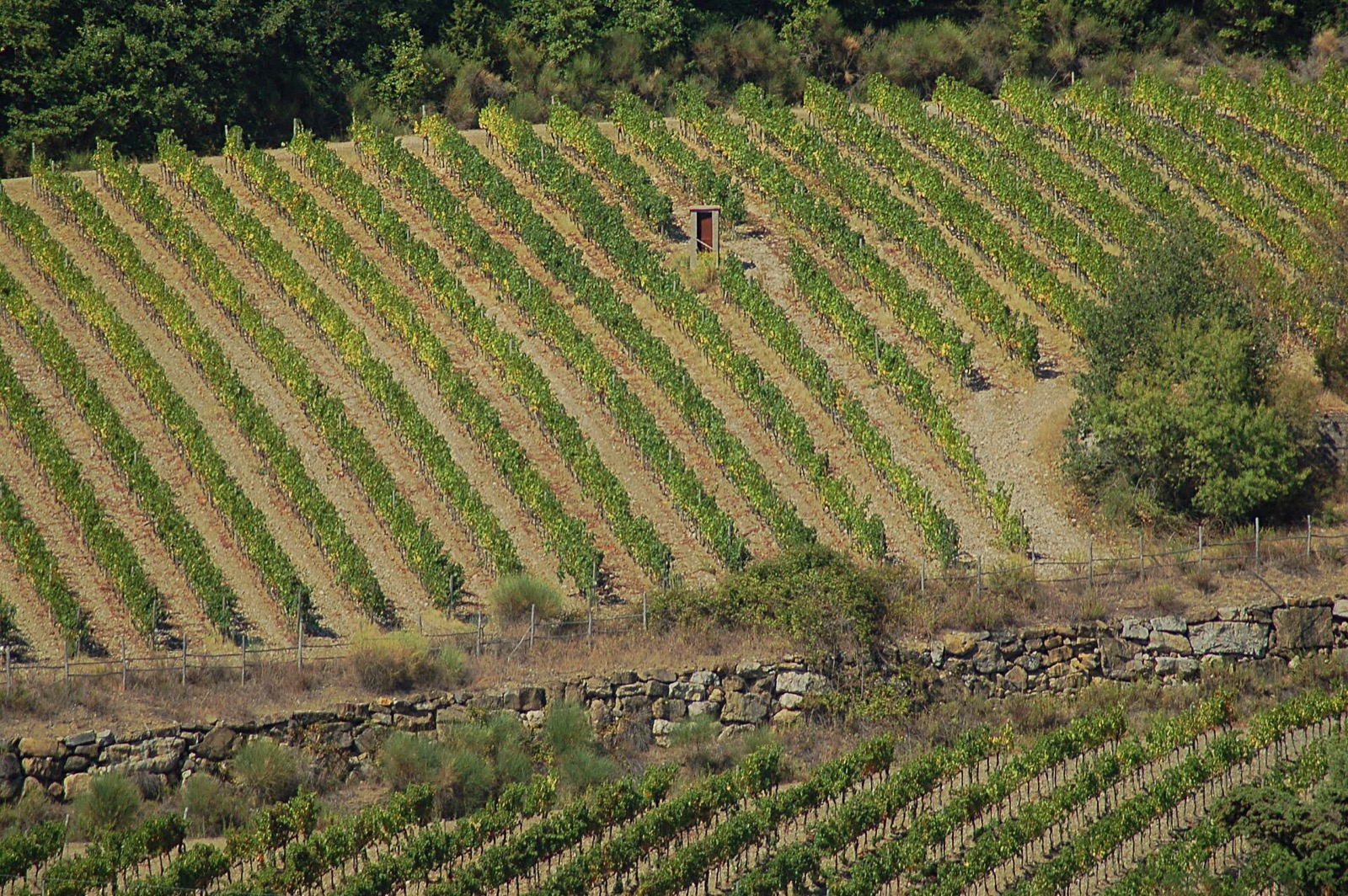 Vinice Chianti