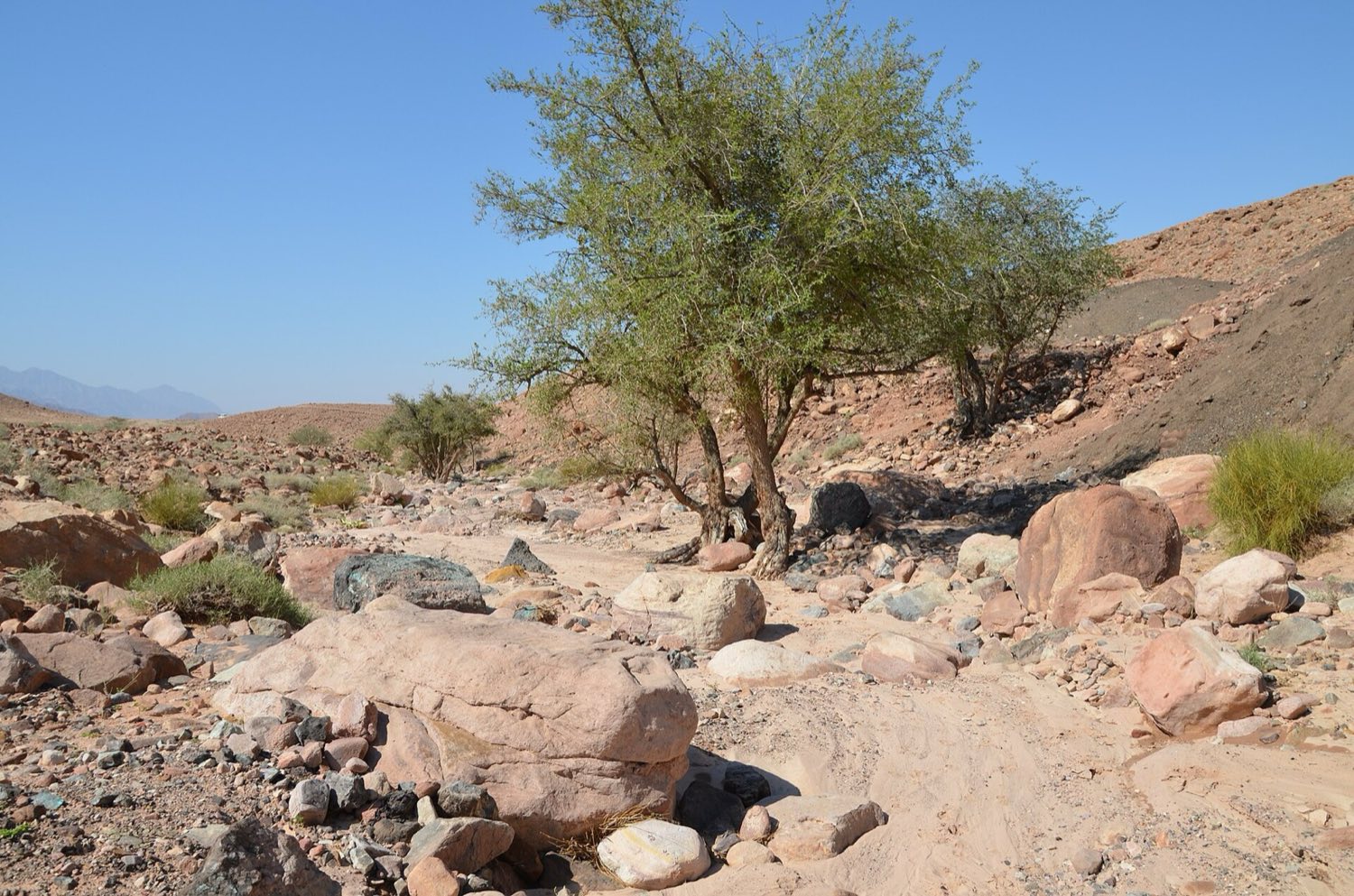 Akácia vo Wadi Feynan