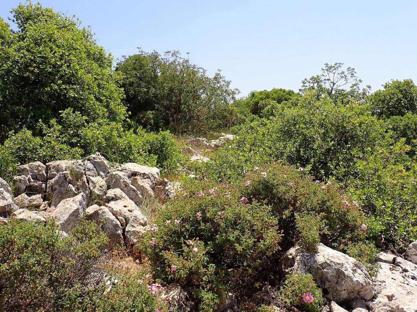 Lesná rezervácia Ajloun