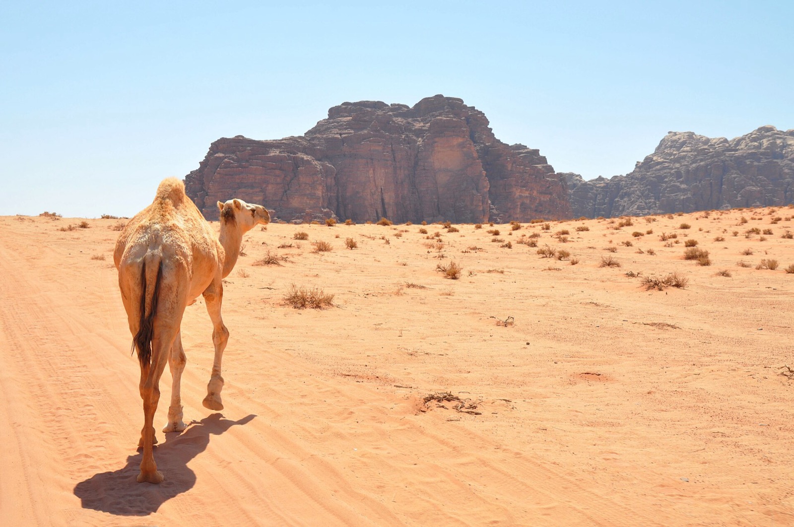 Ťava v púšti Wadi Rum