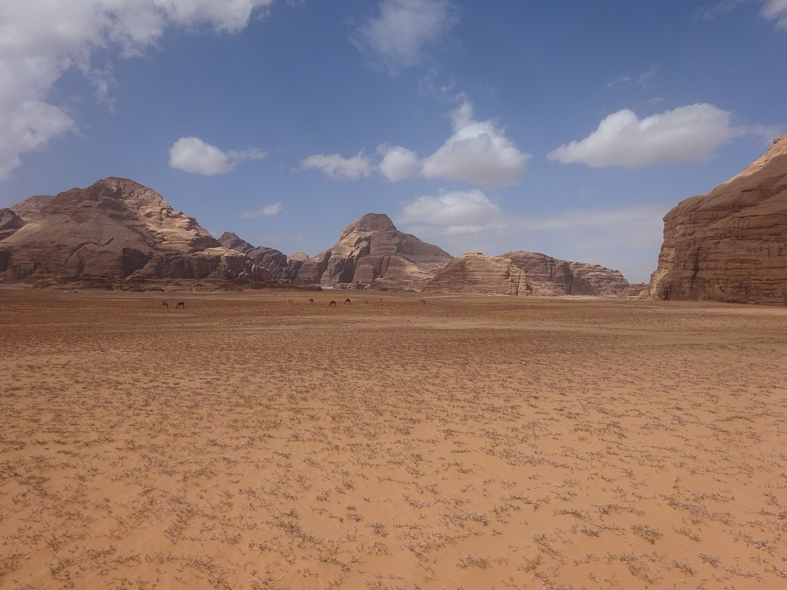 Kvety v púšti Wadi Rum