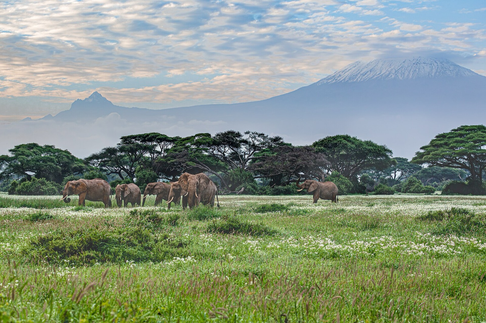 Amboseli: slony pod snehom Kilimandžára