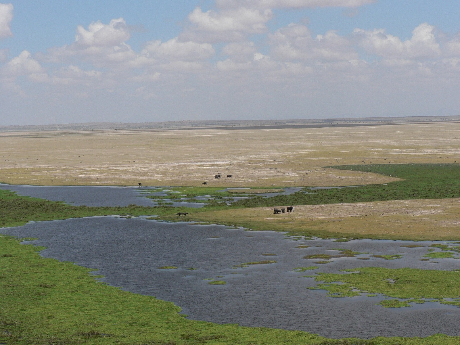 Močiare v Amboseli