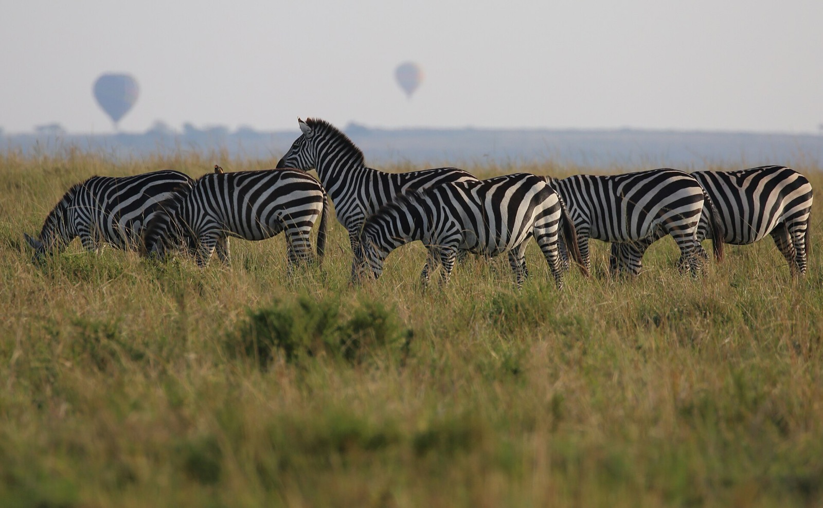 Balón nad Masai Mara