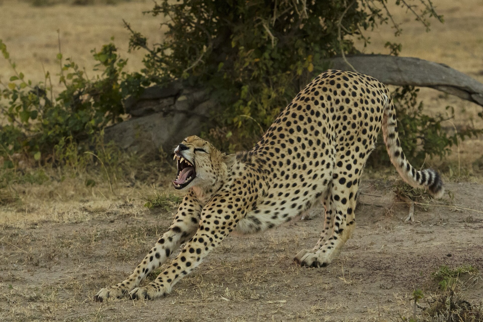 Gepard v Masai Mara