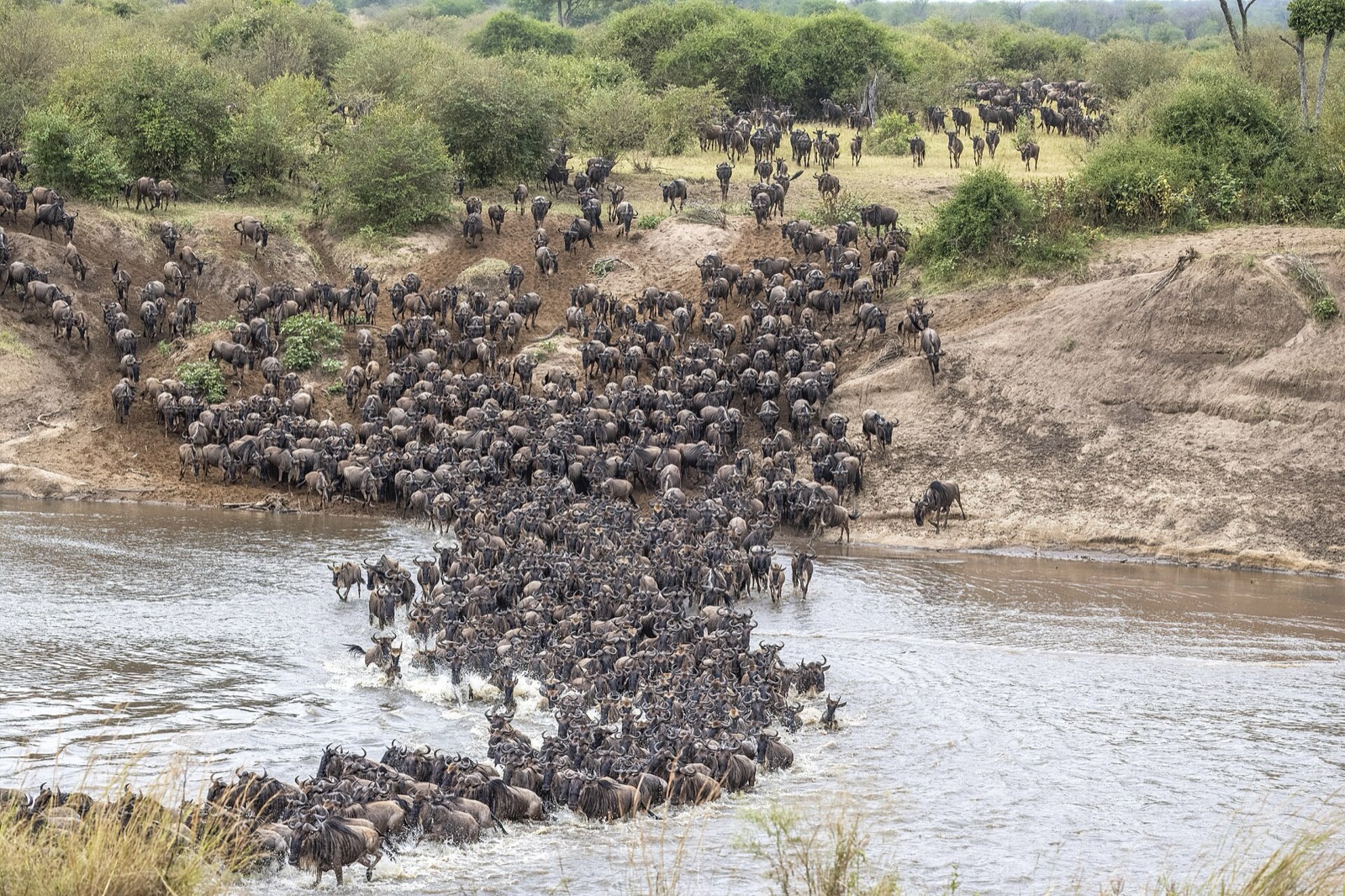 Masai Mara: veľká migrácia, levy a ráno v balóne nad savanou