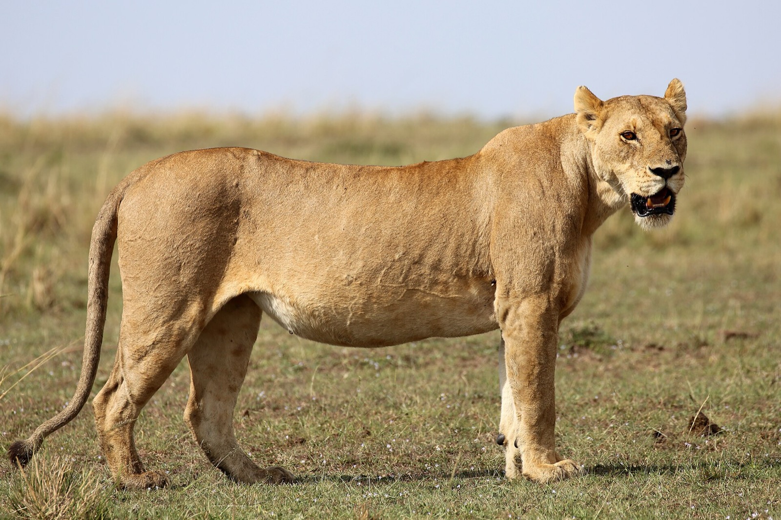 Lev v Masai Mara