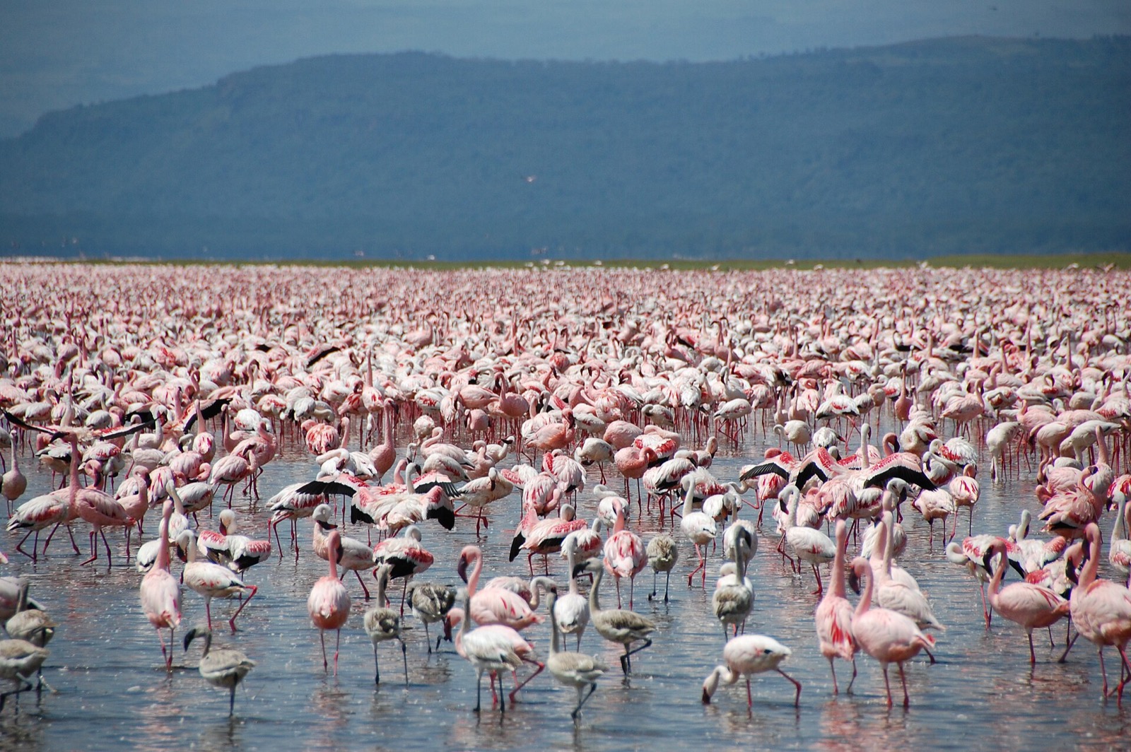 Nakuru a Naivasha: plameniaky, nosorožce a bicykel medzi zebrami