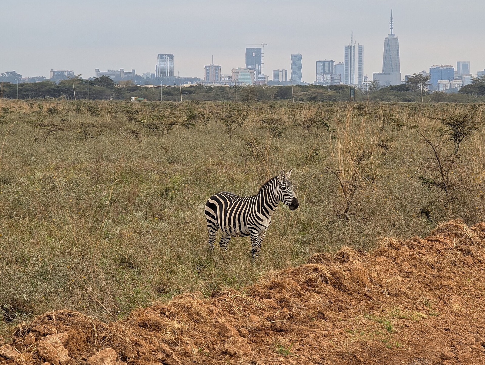 Národný park Nairobi s mrakodrapmi