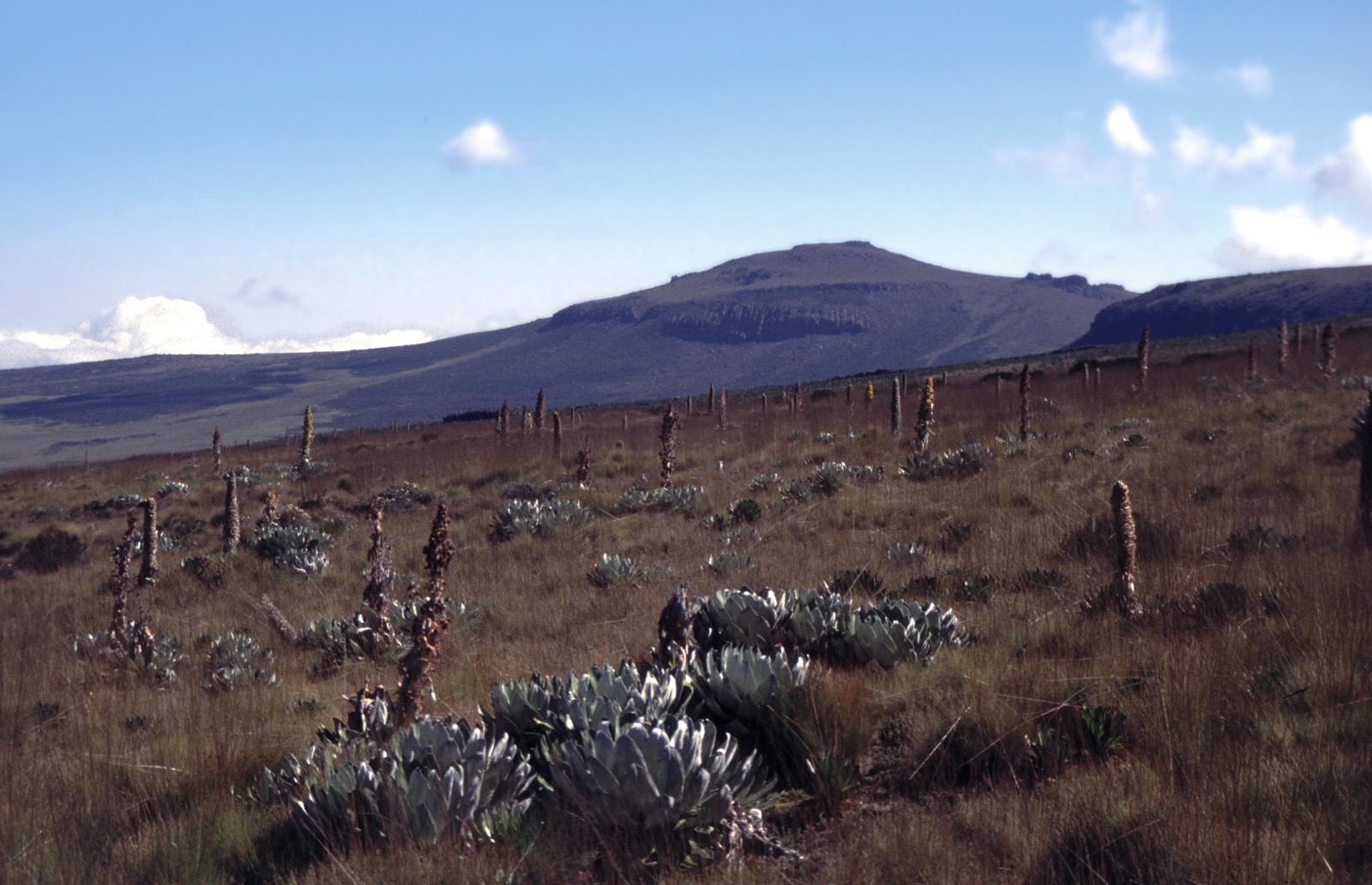 Mount Kenya