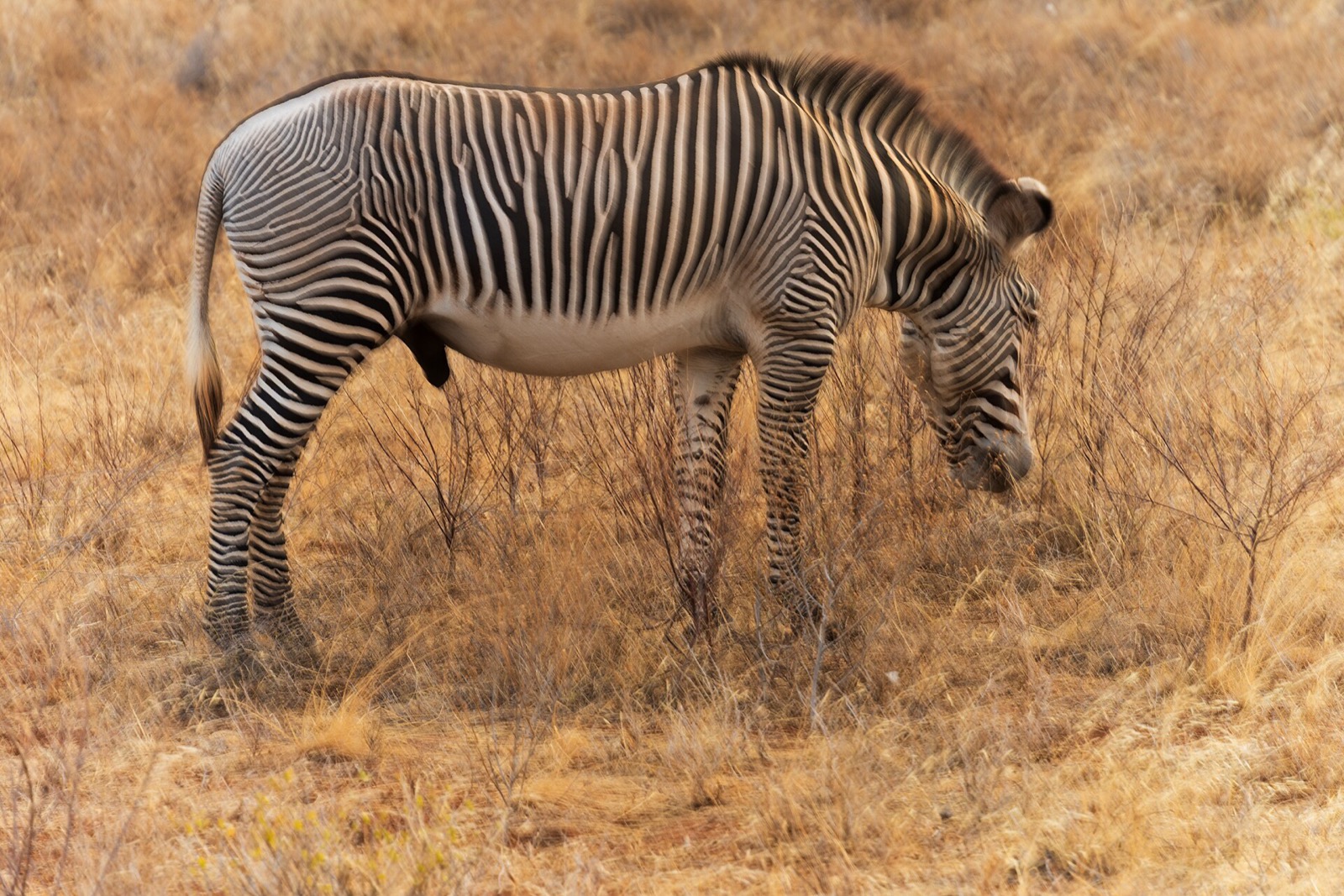 Samburu: safari na suchom severe so zvieratami, ktoré inde neuvidíte