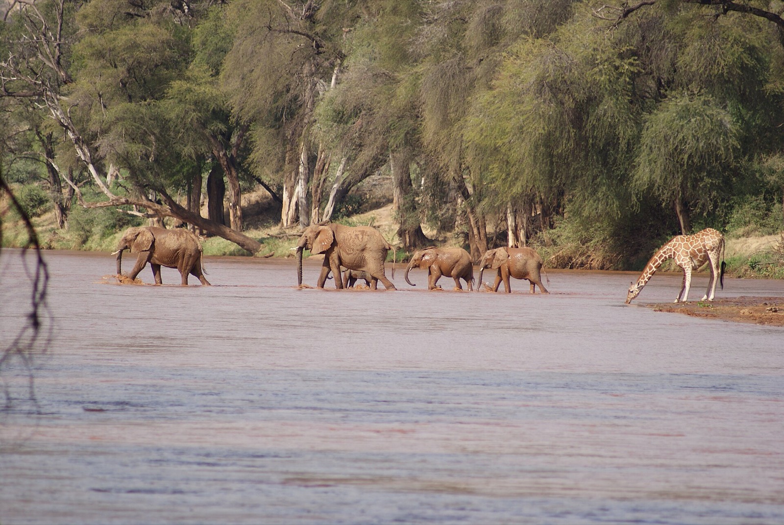 Rieka Ewaso Ng'iro v Samburu
