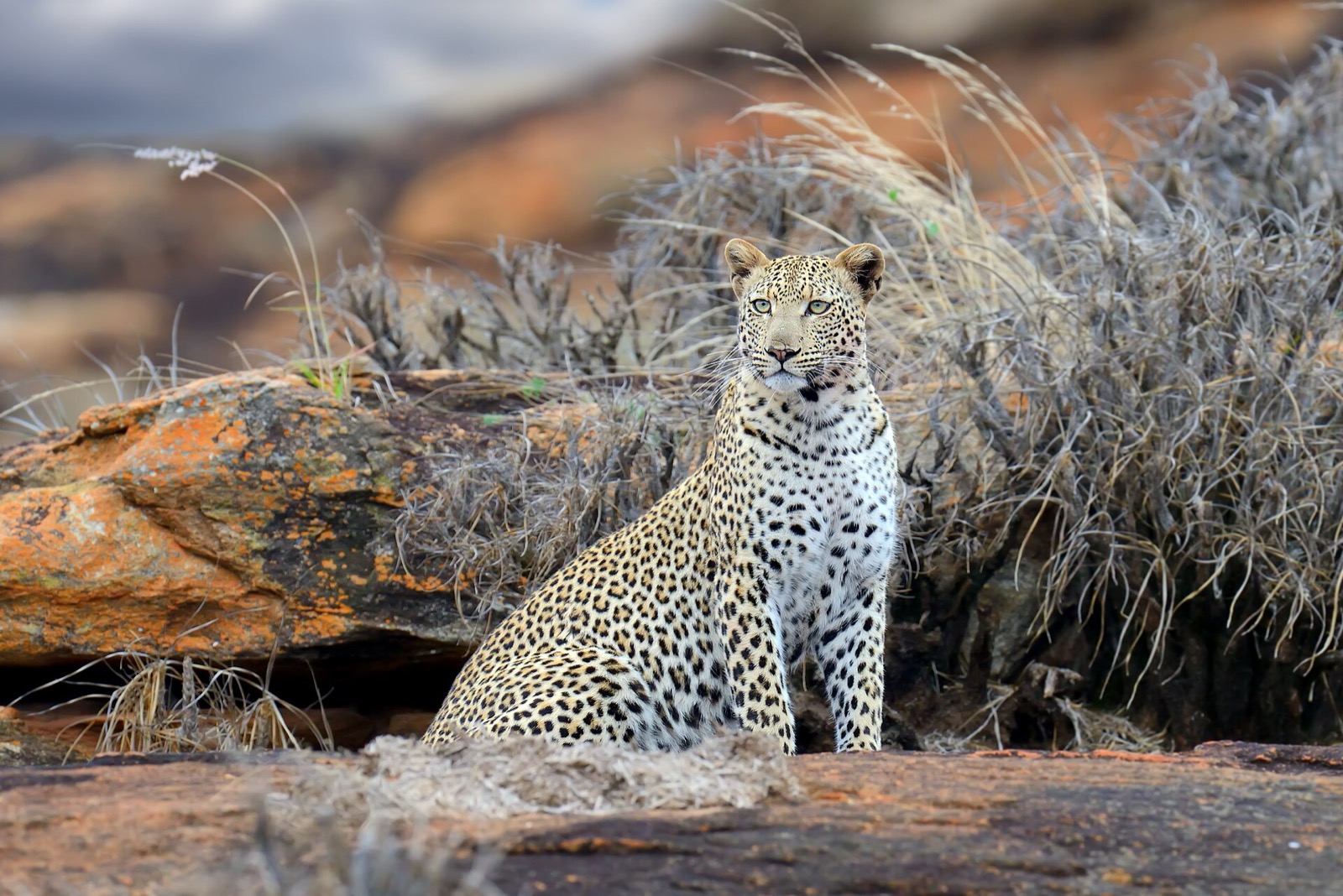 Leopard v Keni