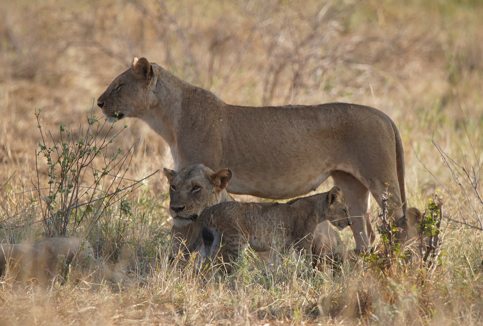 Lev v Tsavo