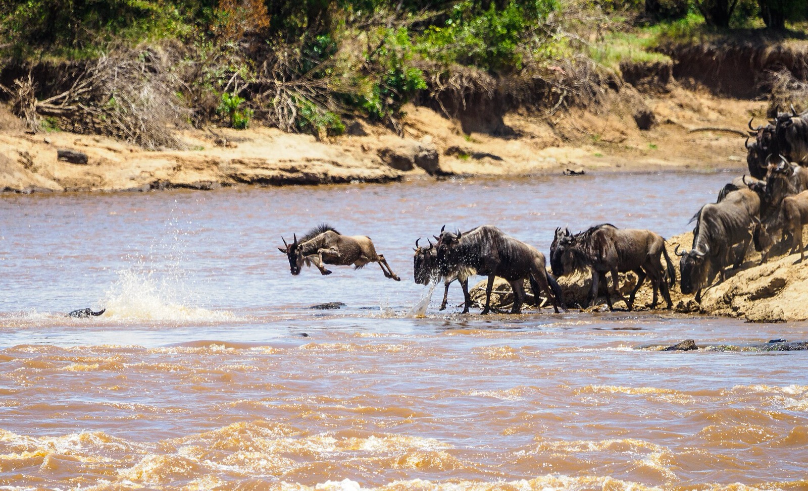 Sťahovanie pakoní v Masai Mara
