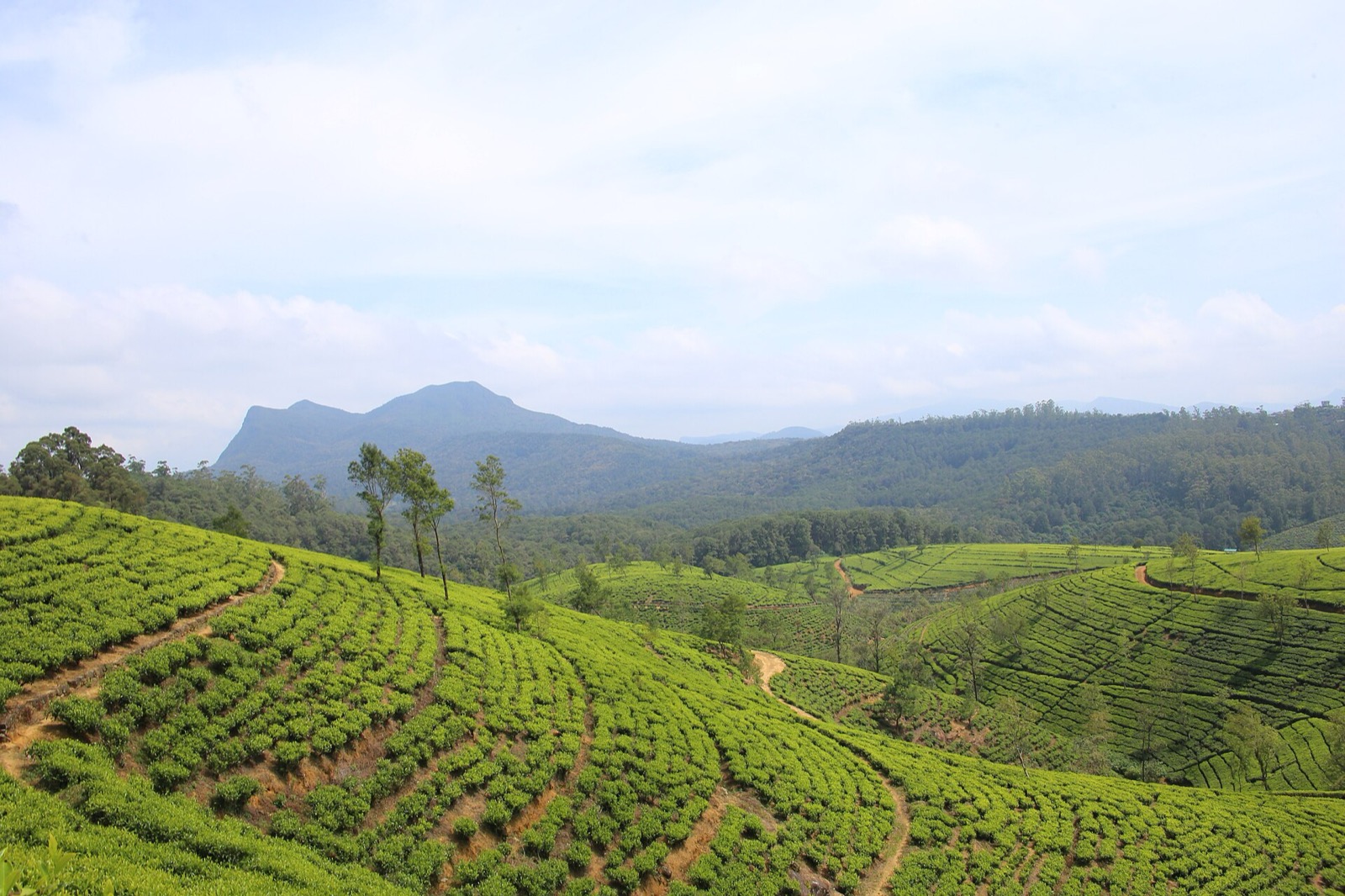 Čajové plantáže pri Nuwara Eliya