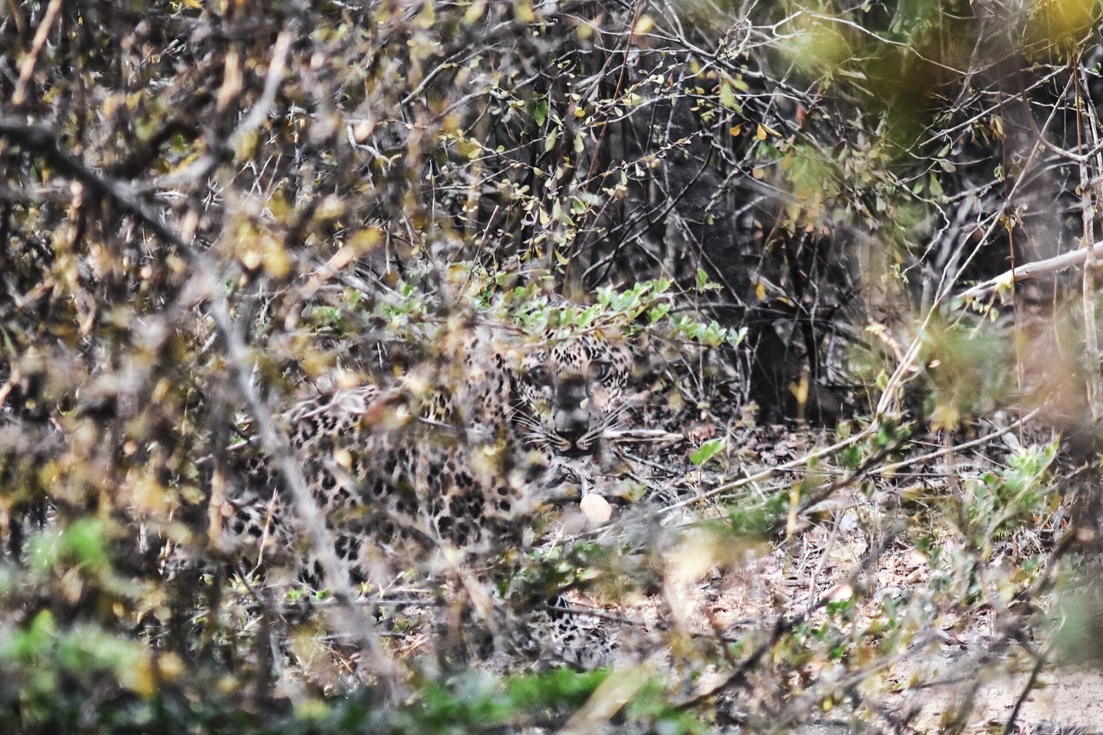Leopard v národnom parku Yala