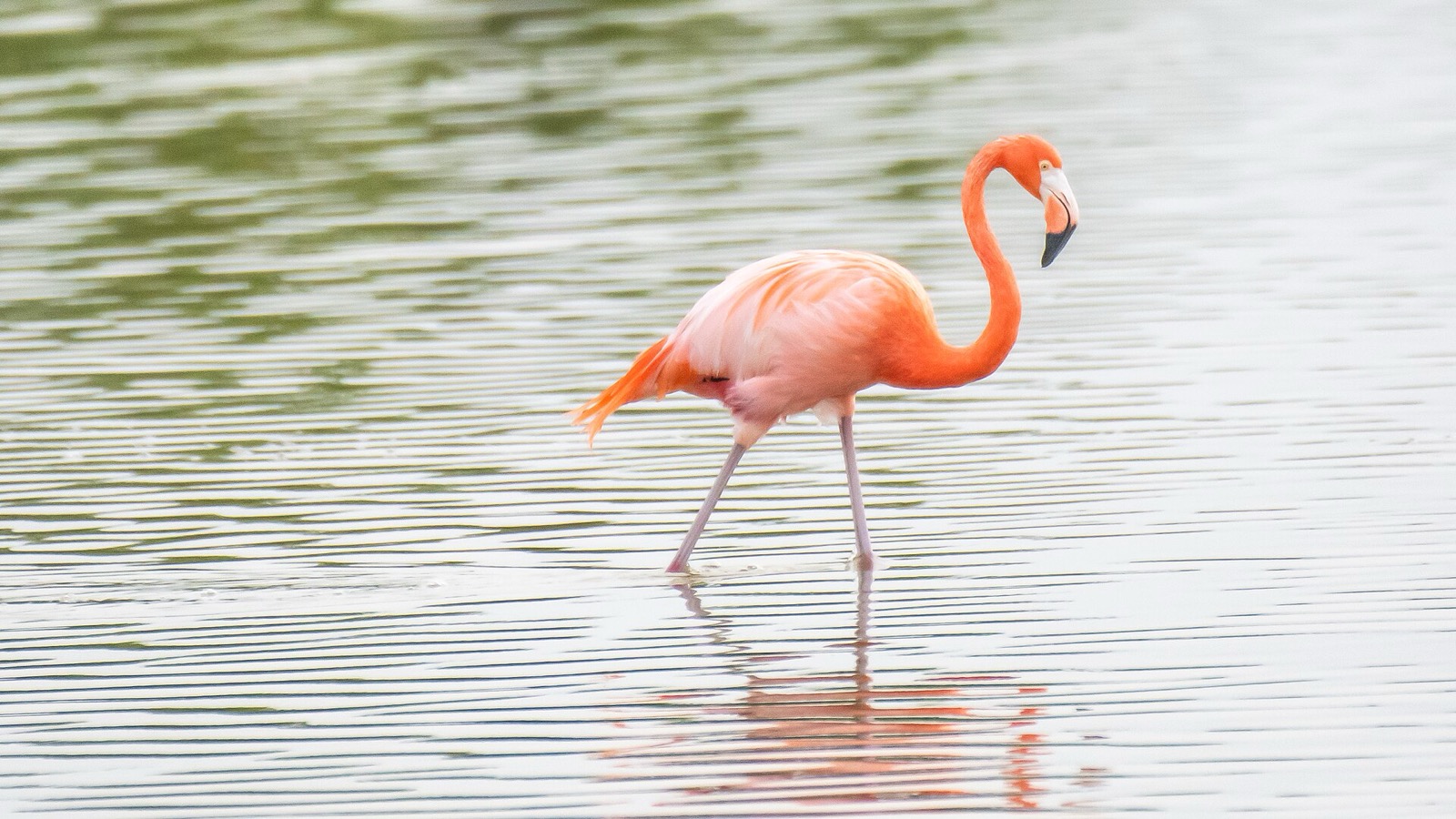 Plameniaky na Yucatáne