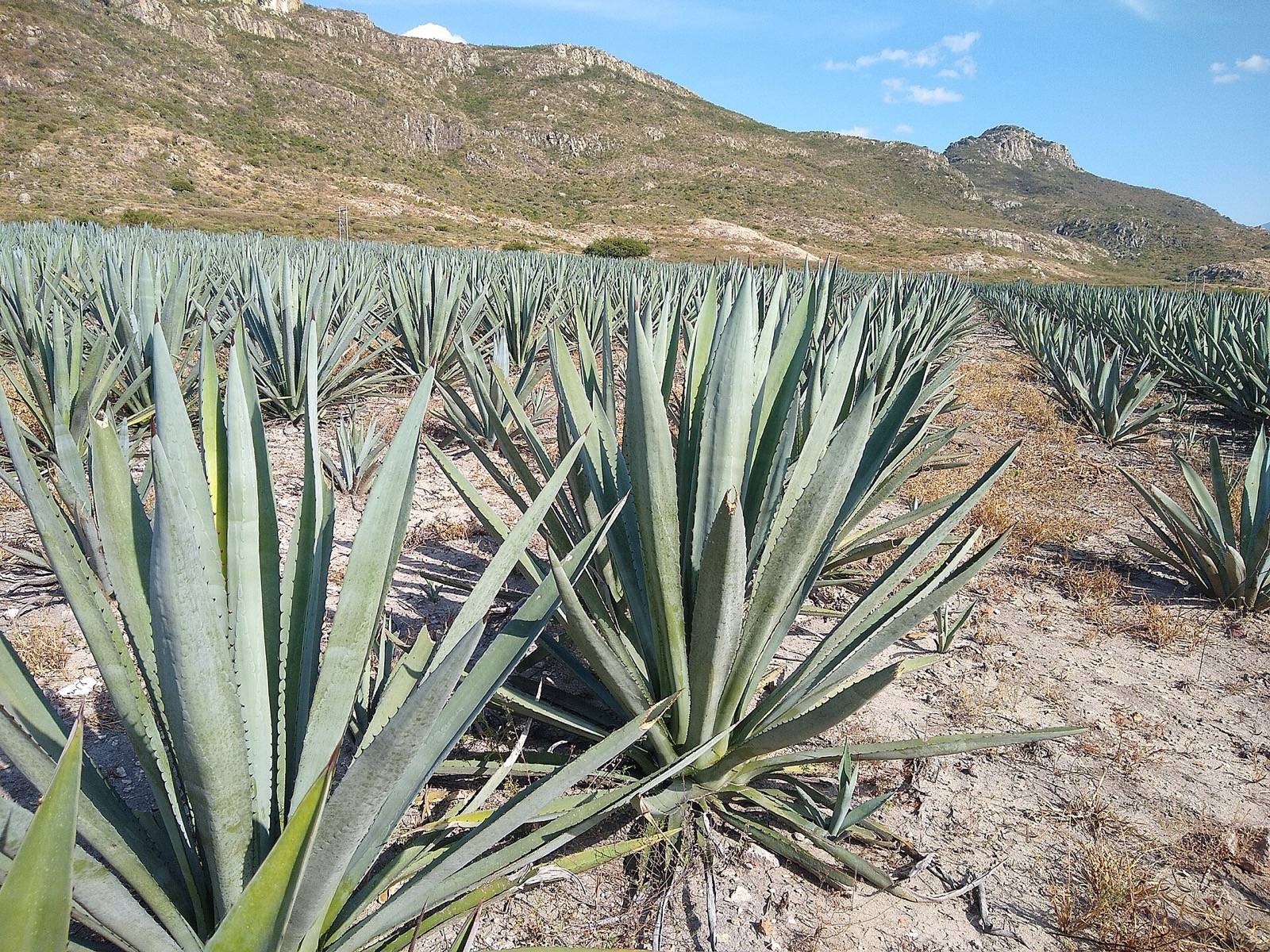 Agáve, z ktorého sa pálí mezcal, pri Oaxace