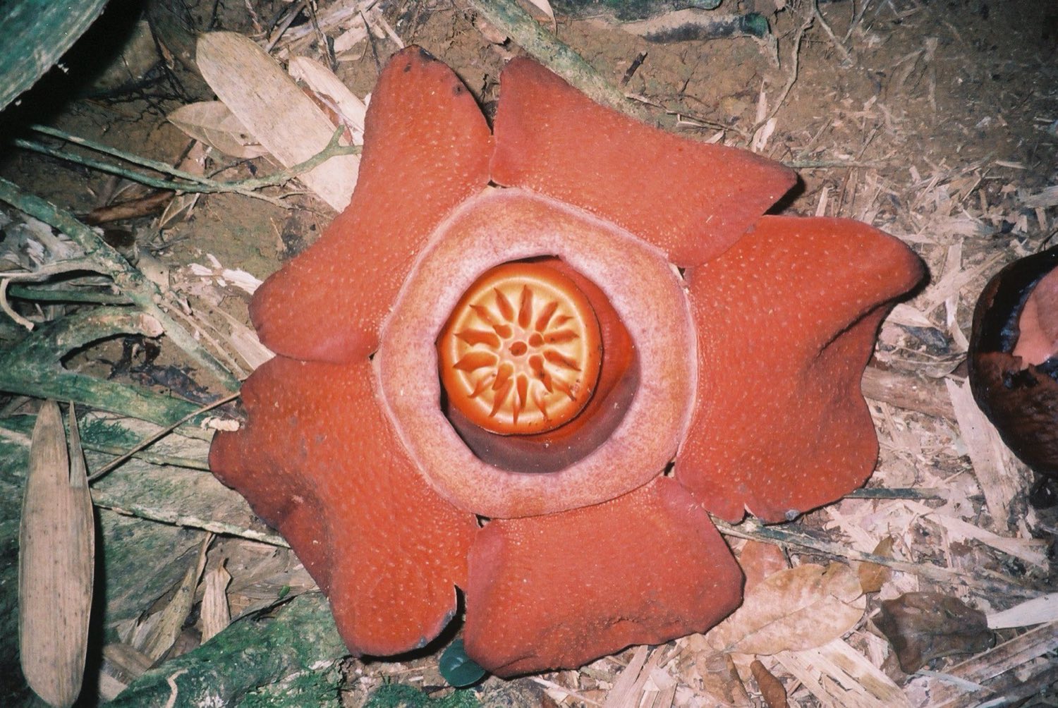 Kvet Rafflesia kerrii, jeden z najväčších kvetov sveta