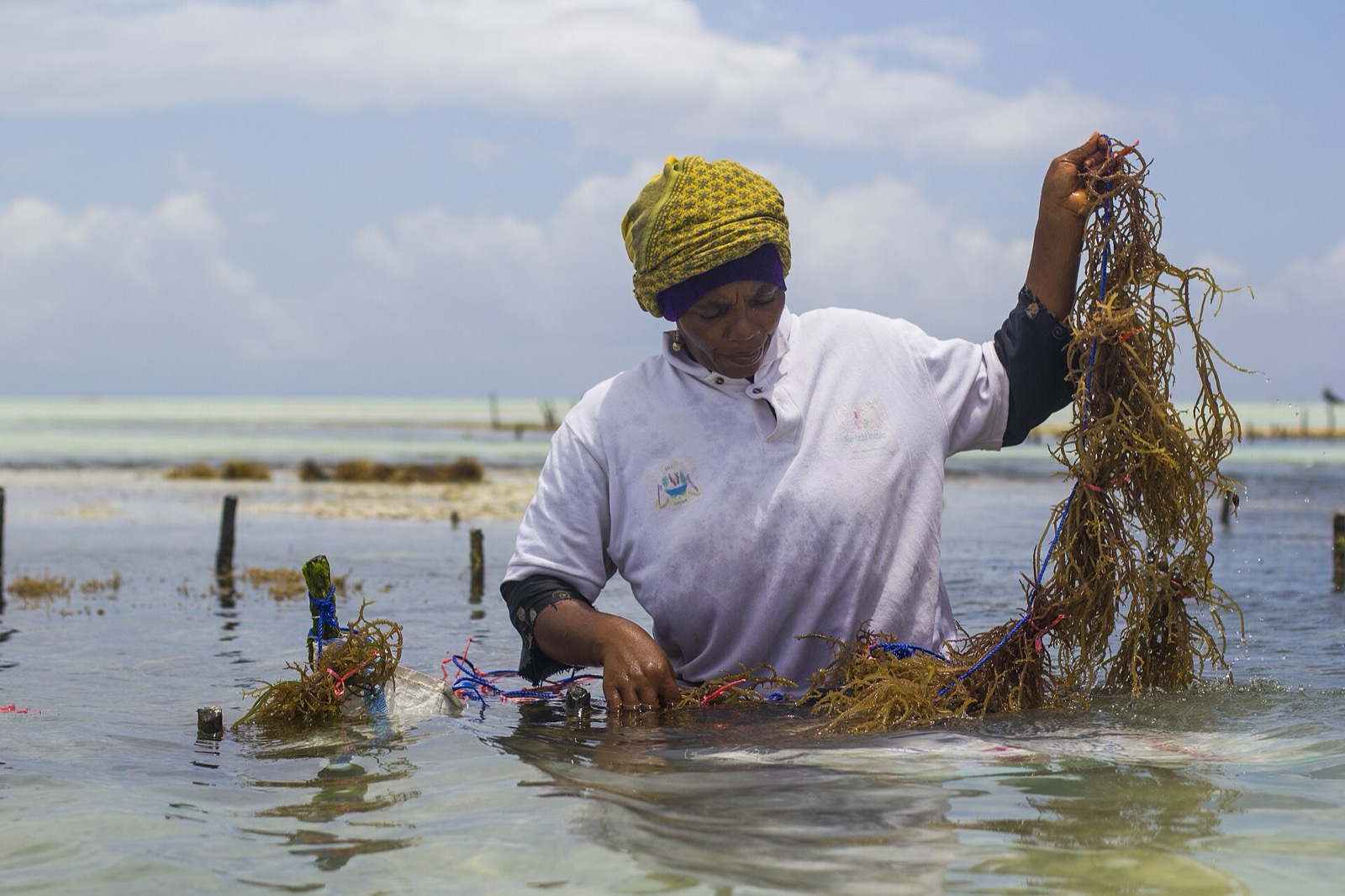 Ženy pri pestovaní morských rias na Zanzibare