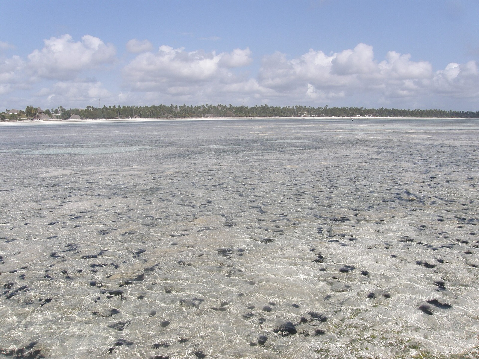 Odliv na východnom pobreží Zanzibaru