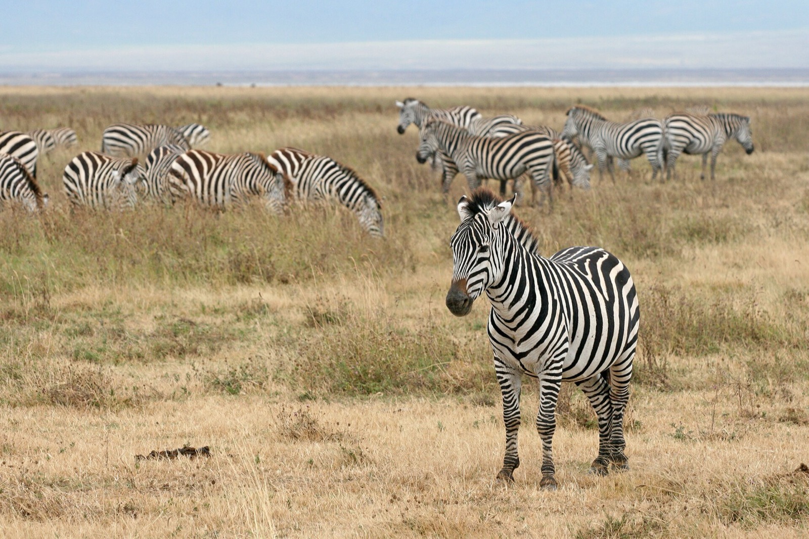 Kráter Ngorongoro