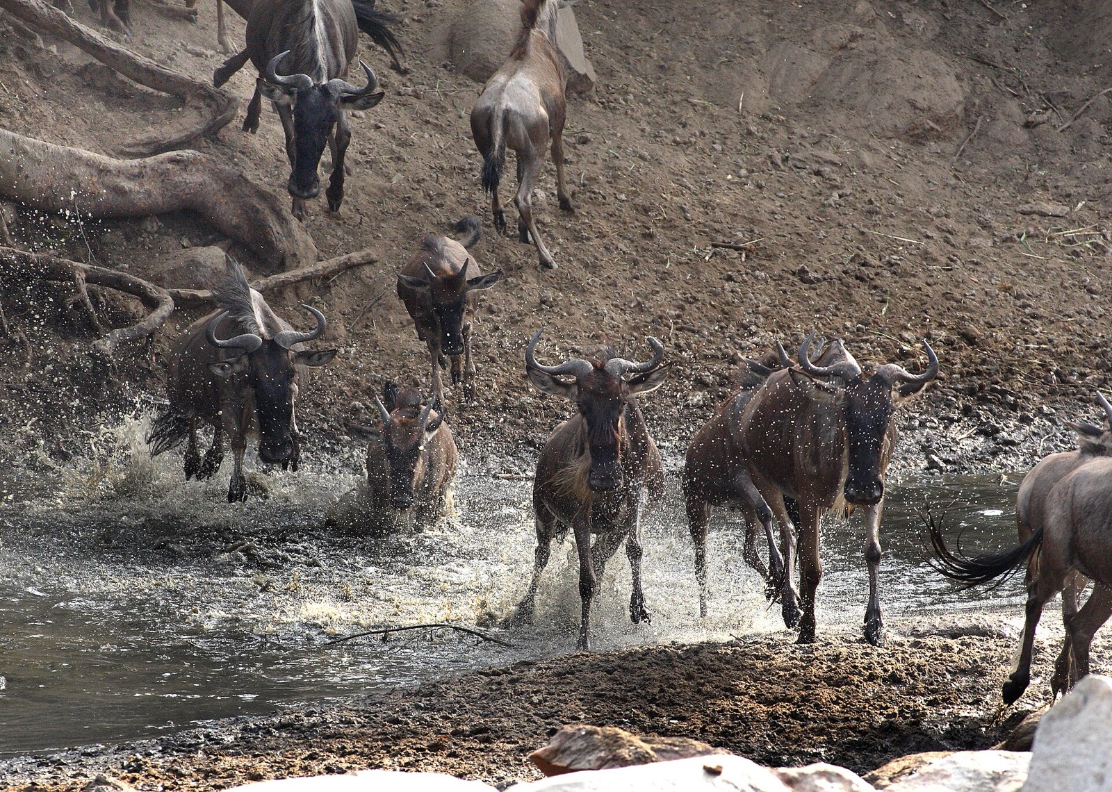 Safari zo Zanzibaru: ako spojiť pláž so slonmi, levmi a veľkou migráciou a koľko to stojí